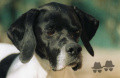 Pedigree NYACA DE SAINT CLAIRE Pedigree NYACA DE SAINT CLAIRE